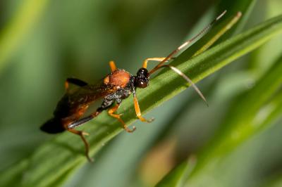  Ctenochares bicolorus (Linnaeus, 1767)