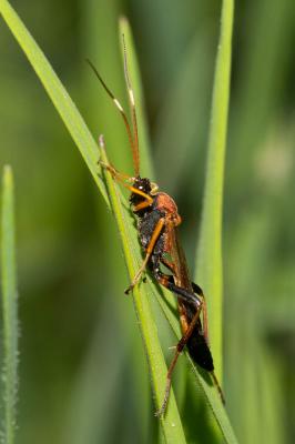  Ctenochares bicolorus (Linnaeus, 1767)