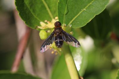  Hemipenthes velutina (Meigen, 1820)