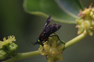  Chrysops Meigen, 1803