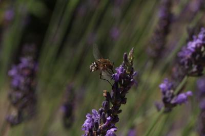  Bombylius cruciatus Fabricius, 1798