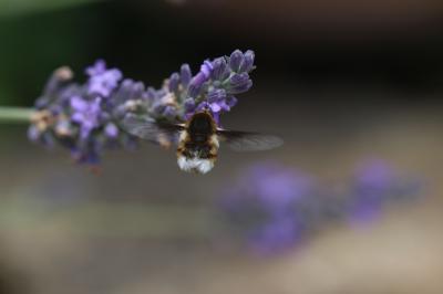  Bombylius cruciatus Fabricius, 1798