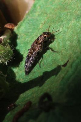  Ontholestes Ganglbauer, 1895