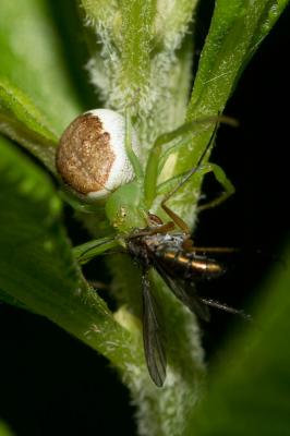 Thomise tricolore Diaea dorsata (Fabricius, 1777)