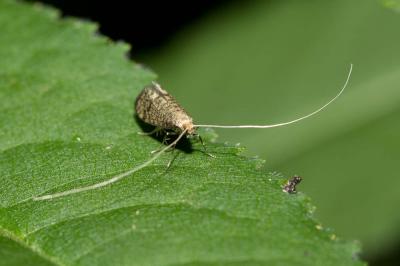  Nematopogon robertella (Clerck, 1759)