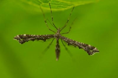 Amblyptilia punctidactyla (Haworth, 1811)