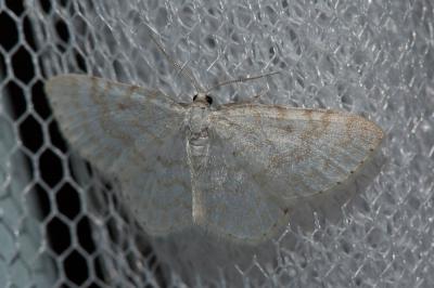 Phalène candide (La) Asthena albulata (Hufnagel, 1767)