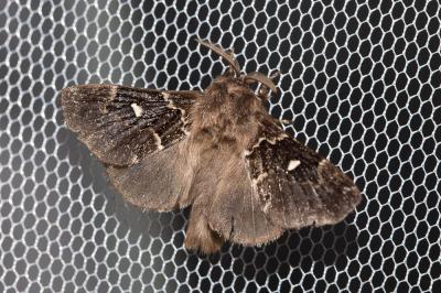 Lunigère (La) Cosmotriche lobulina (Denis & Schiffermüller, 1775)