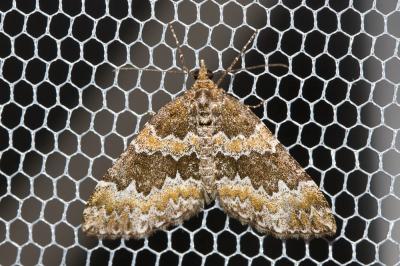 Cidarie rompue (La) Electrophaes corylata (Thunberg & Sebaldt, 1792)