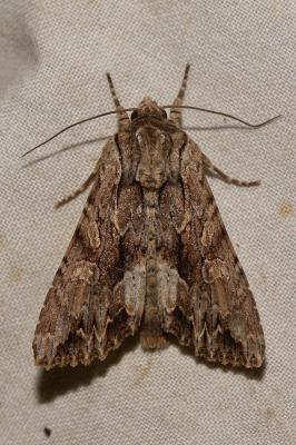 Monoglyphe (La) Apamea monoglypha (Hufnagel, 1766)
