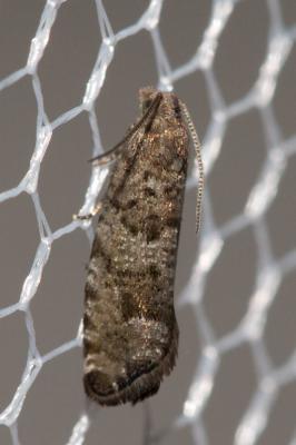  Epinotia nemorivaga (Tengström, 1848)