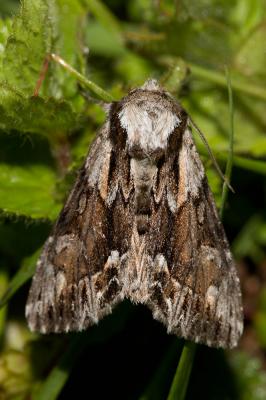 Noctuelle saxonne (La) Hyppa rectilinea (Esper, 1788)
