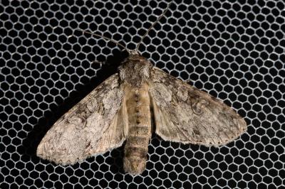 Noctuelle nébuleuse (La) Polia nebulosa (Hufnagel, 1766)