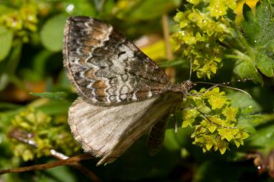 Cidarie roussâtre (La) Dysstroma truncata (Hufnagel, 1767)