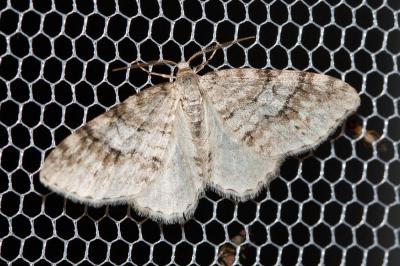 Cidarie du Sorbier (La) Venusia cambrica Curtis, 1839