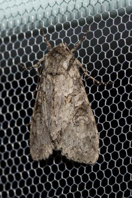 Noctuelle nébuleuse (La) Polia nebulosa (Hufnagel, 1766)
