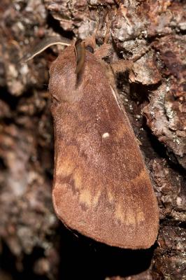 Bombyx du Pin (Le) Dendrolimus pini (Linnaeus, 1758)