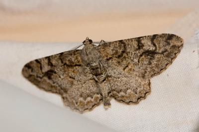 Boarmie recourbée (La) Alcis repandata (Linnaeus, 1758)