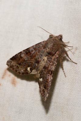 Noctuelle des Pois (La), Pisivore (La) Ceramica pisi (Linnaeus, 1758)