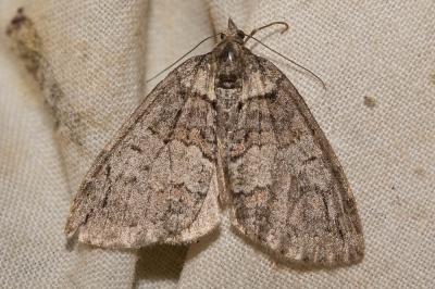 Larentie arrosée (La) Hydriomena impluviata (Denis & Schiffermüller, 1775)
