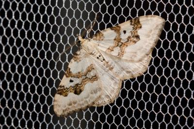 Mélanthie montagnarde (La) Xanthorhoe montanata (Denis & Schiffermüller, 1775)