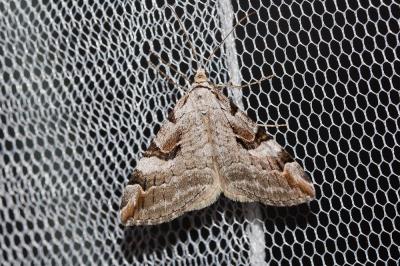 Rayure montagnarde (La) Aplocera praeformata (Hübner, 1826)