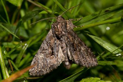 Noctuelle aduste (La) Mniotype adusta (Esper, 1790)