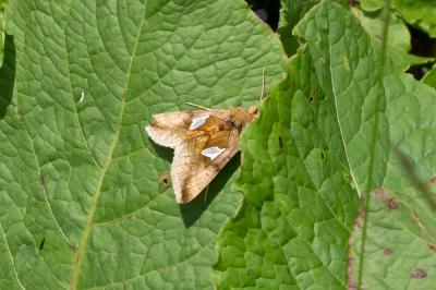 Feuille d'Or (La) Autographa bractea (Denis & Schiffermüller, 1775)