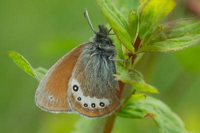 Satyrion (Le), Philéa (Le) Coenonympha gardetta (Prunner, 1798)