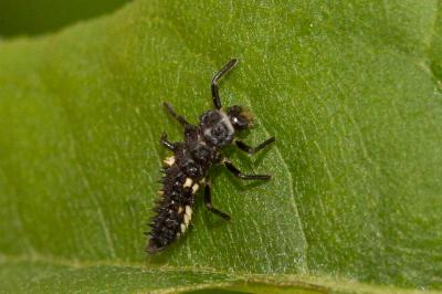  Calvia quatuordecimguttata (Linnaeus, 1758)