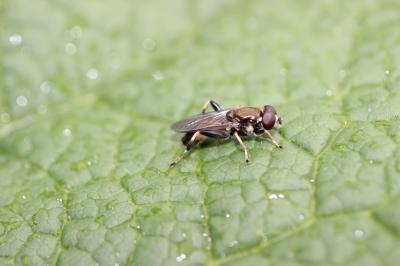 Xylota segnis (Linnaeus, 1758)