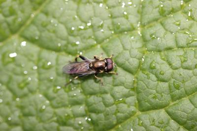 Xylota segnis (Linnaeus, 1758)