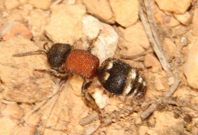 Tropidotilla litoralis (Petagna, 1787)