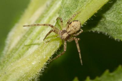  Philodromus cespitum (Walckenaer, 1802)