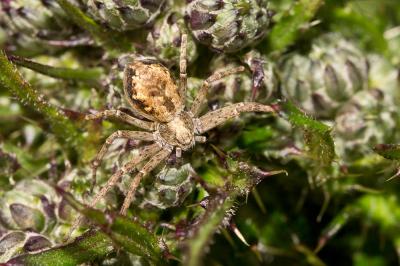  Philodromus cespitum (Walckenaer, 1802)