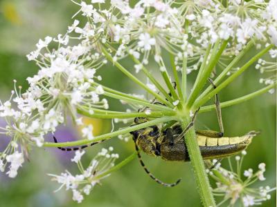  Lepturobosca virens (Linnaeus, 1758)
