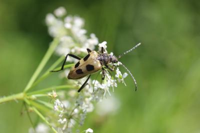  Pachyta quadrimaculata (Linnaeus, 1758)