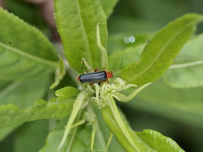  Ancistronycha violacea (Paykull, 1798)