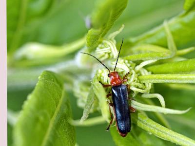  Ancistronycha violacea (Paykull, 1798)