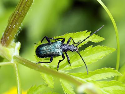  Carillia virginea (Linnaeus, 1758)