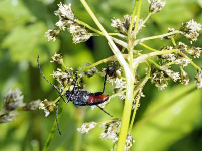  Carillia virginea (Linnaeus, 1758)