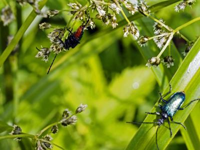  Carillia virginea (Linnaeus, 1758)