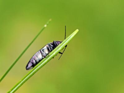  Ctenicera cuprea (Fabricius, 1775)