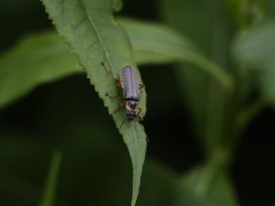 Cantharide noirâtre Cantharis nigricans (O.F. Müller, 1776)