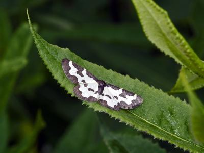 Bordure entrecoupée (La), Marginée (La) Lomaspilis marginata (Linnaeus, 1758)