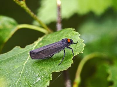 Veuve (La), Collier rouge (Le) Atolmis rubricollis (Linnaeus, 1758)