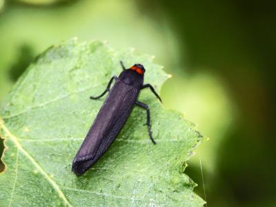 Veuve (La), Collier rouge (Le) Atolmis rubricollis (Linnaeus, 1758)