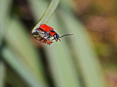 Malachie rousse Clanoptilus rufus (Olivier, 1790)