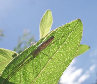 Tétragnathes Tetragnatha extensa (Linnaeus, 1758)