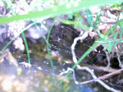 Tétragnathes Tetragnatha extensa (Linnaeus, 1758)